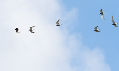Black tern, chlidonias niger. Six birds fly in the morning over the river against the blue sky with clouds