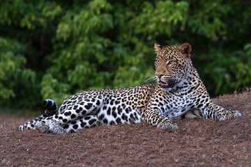portrait of a leopard