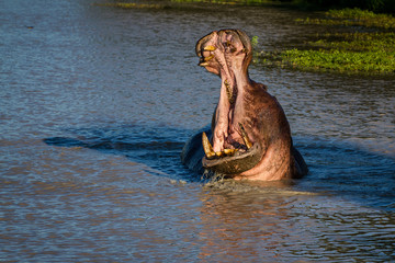 hippopotamus with open mouth showing teeth