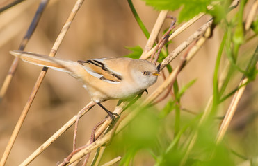 Bearded tit, panurus biarmicus. A female bird sits on a reed