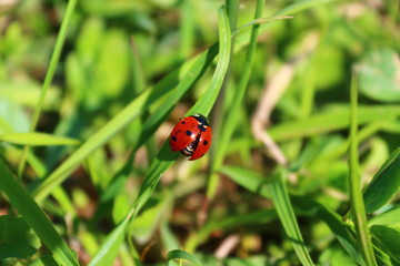 Coccinella preparandosi al volo