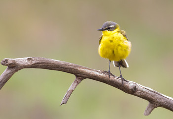 Blue headed wagtail, motacilla flava. A bird sits on a dry old branch