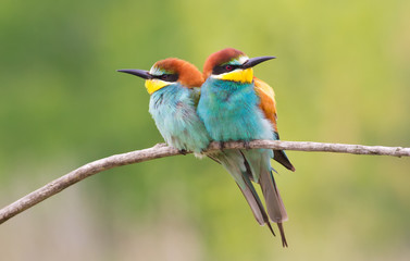 Сommon bee-eater, Merops apiaster. Two birds are sitting on a branch