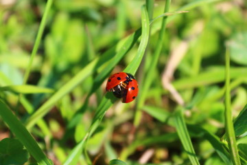 Coccinella preparandosi al volo