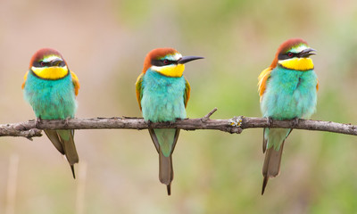 Fototapeta na wymiar Сommon bee-eater, Merops apiaster. Three beautiful birds sit on a thin branch