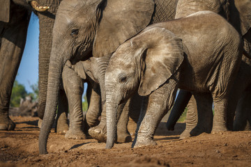 elephant herd in the wild