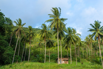 A hut between palm trees in the jungle