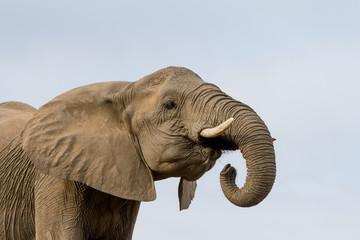 close up of elephant drinking