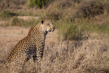 portrait of a leopard