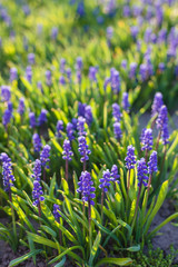 Muscari in the spring sunshine in the garden. Beautiful garden flowers. Spring blooming.