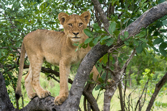 lion cub in tree