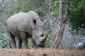 Obraz premium white rhino in the wild