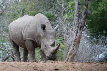 Foto op Plexiglas white rhino in the wild © Mike