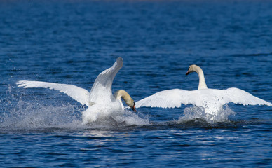 Fototapeta premium Mute swan. Bird runs on water. Male fight