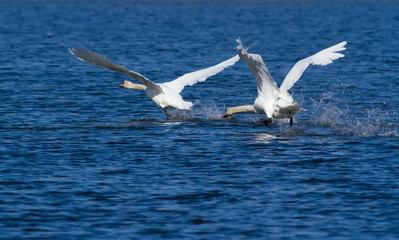 Fototapeta na wymiar Mute swan. Bird runs on water. Male fight