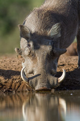 warthog drinking with reflection