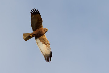 Marsh harrier. Bird flies against the sky