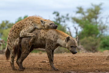 hyenas mating