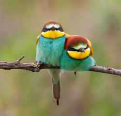 European bee eater, merops apiaster. Two birds are sitting on a branch very close to each other