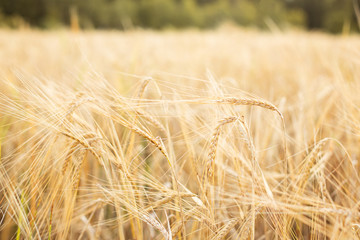 Barley field. Beards of golden barley close up. Beautiful rural landscape. Background of ripening ears of meadow barley field. Rich harvest concept