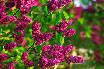 Bright floral background of lilac flowers. Purple lilac flowers. Spring natural juicy pink background. Branch with vibrant inflorescences and leaves