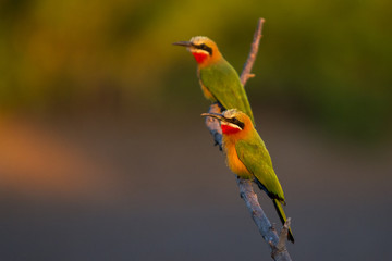 white fronted bee eater perched on a branch