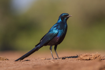 starling in the wild