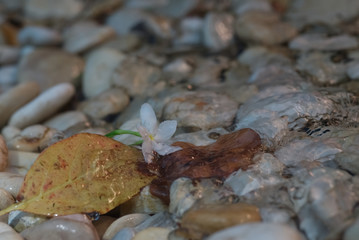 A white flower and its decayed leaf on a flood pebble
