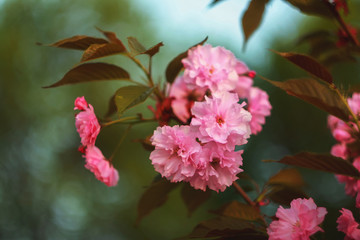 Branch of a blossoming sakura in the spring.