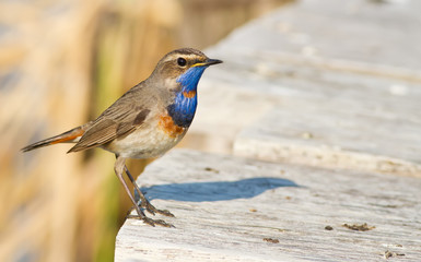 Bluethroat, luscinia svecica. Bird close-up. Standing on a fishing bridge