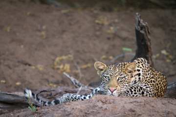 leopard lying down