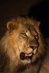 male lion portrait