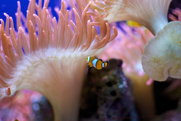 Close up of an anemone clownfish