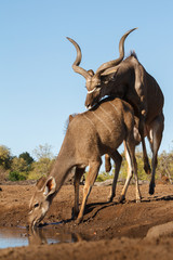 pair of kudu mating
