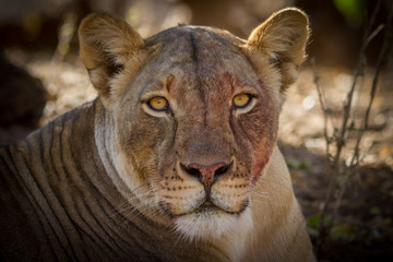 Naklejka premium lioness with blood on face