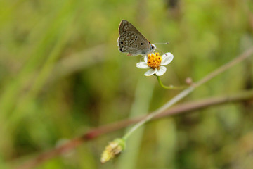 Butterfly covered in a small flower carrying out the epolymisation process, Inza, Cauca, Colombia.