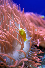 Yellow clown fish on coral reef