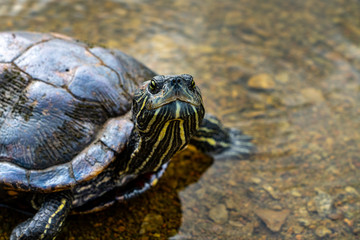 Fototapeta premium turtle on the pond