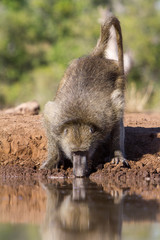 chacma baboon drinking