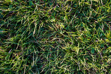 green grass in spring. Top View 