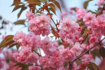 Branch of a blossoming sakura in the spring.