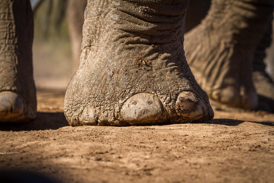 close up of elephant foot