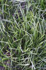 green grass in spring. Top View 