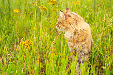 Naklejka na ściany i meble Striped brown cat walks and hunts in the green grass in the field. An animal in nature.