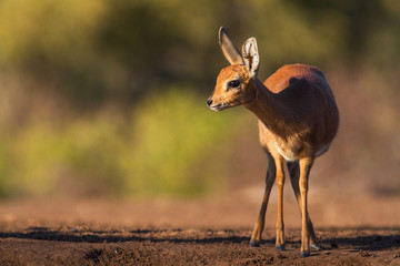 steenbok in Botswana