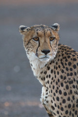cheetah portrait