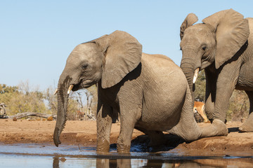 Fototapeta na wymiar elephant in water in Botswana