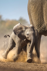 elephant calf running © Mike