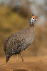helmeted guinea fowl in the wild