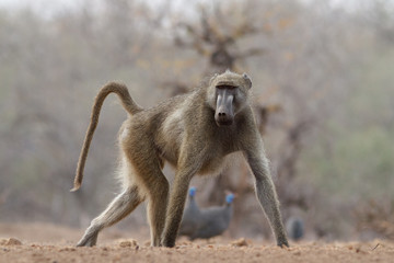 baboon walking in the wild

